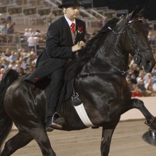 Tennessee walking horse doing the 'big lick' gait in a showring